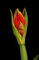 Knospe der Amaryllis